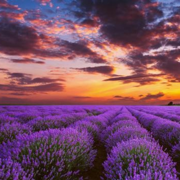 Meet your Posher, Silvia - Picture 1 of 1